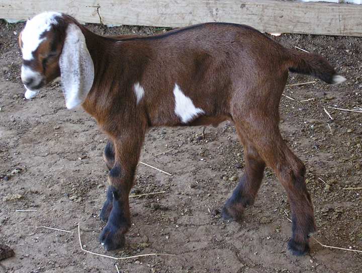 Amos (04/11/11)